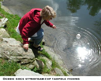 Debbie goes styrofoam-cup tadpole fishing